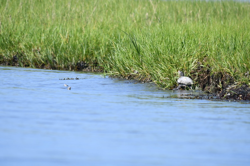 Diamondback Terrapin