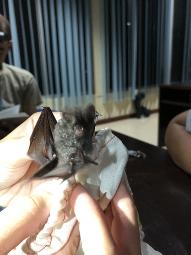 Borneo roundleaf bat (Hipposideros doriae) — Near Threatened Mammalia