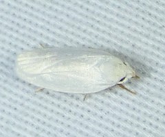 Antaeotricha albulella