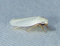 Antaeotricha albulella