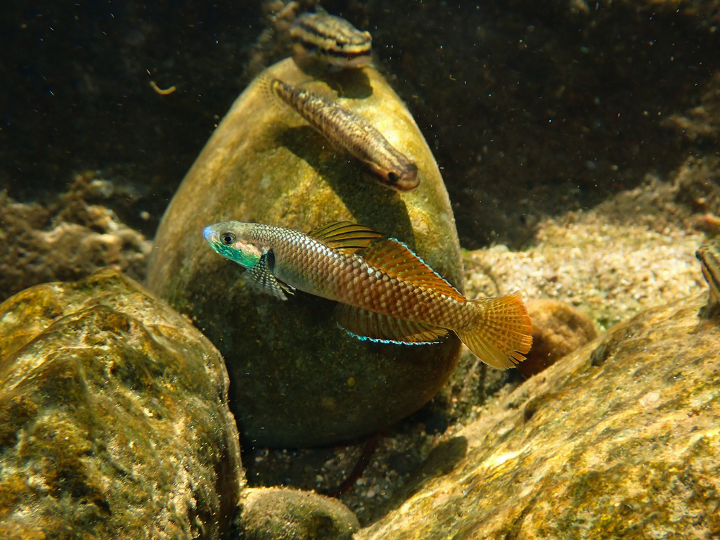 Rainbow Stiphodon (Stiphodon ornatus)