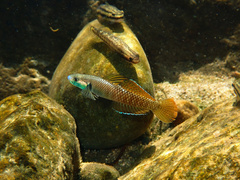 Rainbow Stiphodon photo 1