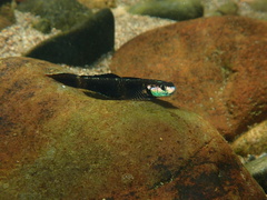 Rainbow Stiphodon photo 3