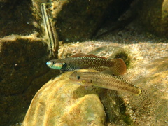 Rainbow Stiphodon photo 2