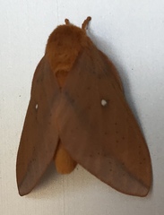 Anisota discolor