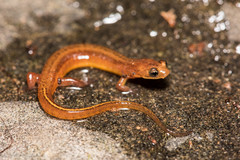 Patch-Nosed Salamander photo 2