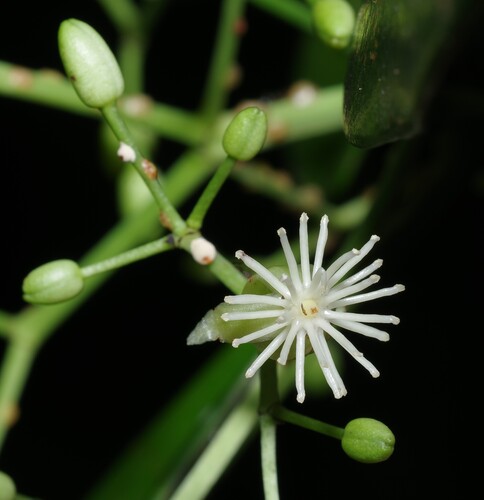 Tovomita carinata