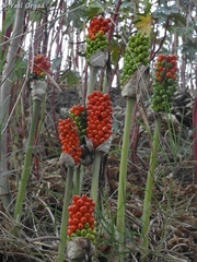Arum dioscoridis