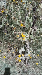 Angiospermae