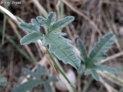 Convolvulus althaeoides althaeoides