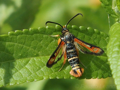 Pyropteron chrysidiforme