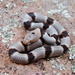 Lyre Snakes - Photo (c) Michael Price, some rights reserved (CC BY-NC-ND), uploaded by Michael Price