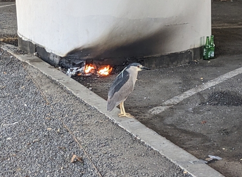 Black-crowned Night Heron photographed in California