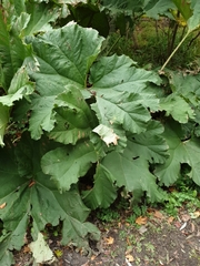 Gunnera tinctoria