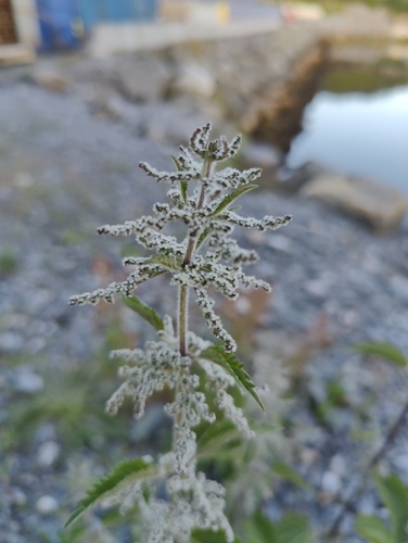 great stinging nettle