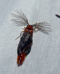 Phengodes plumosa