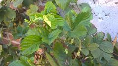 Rubus humistratus