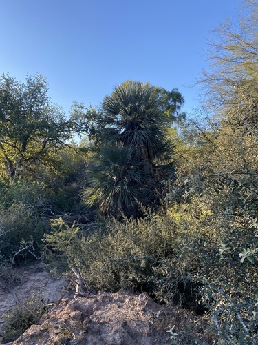 Trithrinax schizophylla, photograph 4