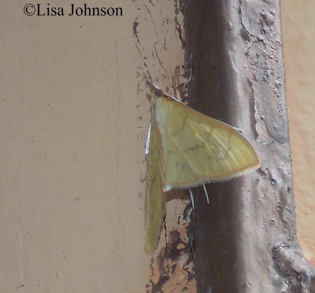 Epicorsia cerata