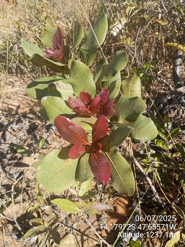 Anacardium humile, photograph 5
