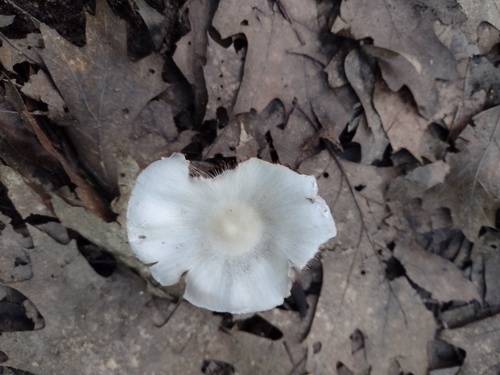 Pale Brittlestem