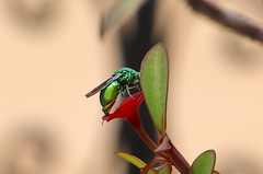 Stilbum viride