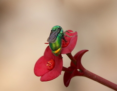 Stilbum viride