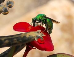 Stilbum viride