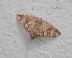 Glyphodes sibillalis