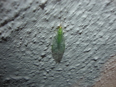 Chrysopidae
