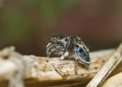 Maratus nigromaculatus