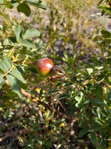 Nootka Rose seedling