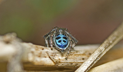 Maratus nigromaculatus