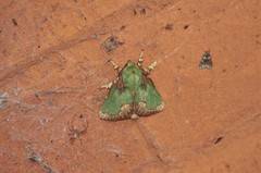 Parasa pastoralis