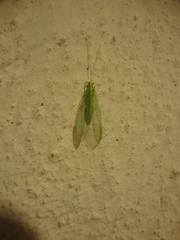 Chrysopidae