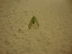 Chrysopidae