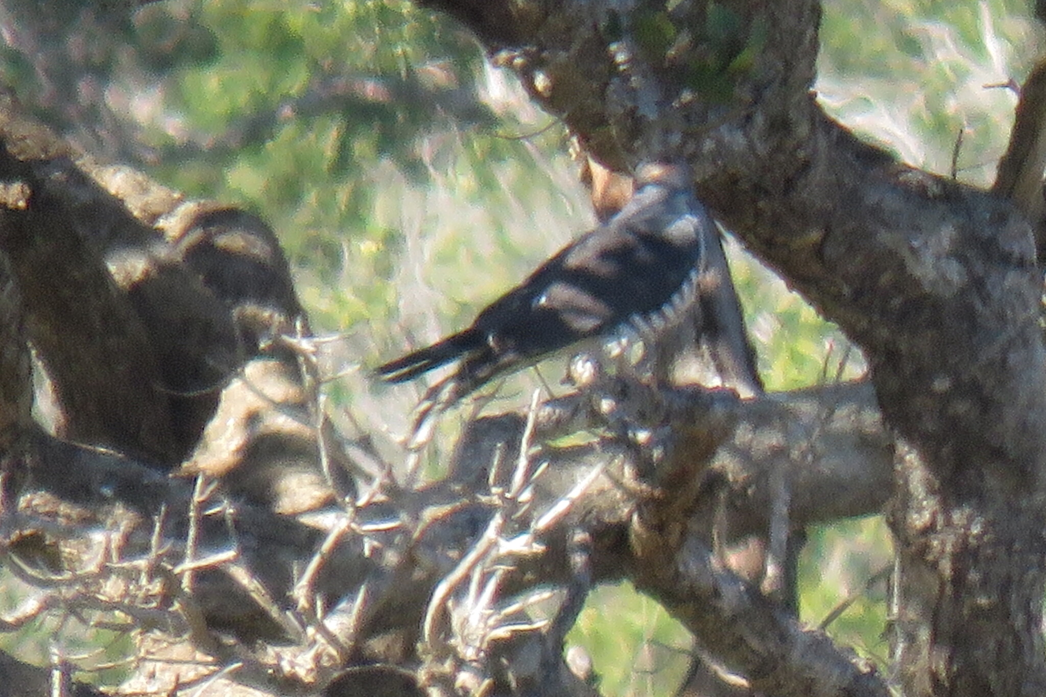African Cuckoo-Hawk (Aviceda cuculoides), photo 7
