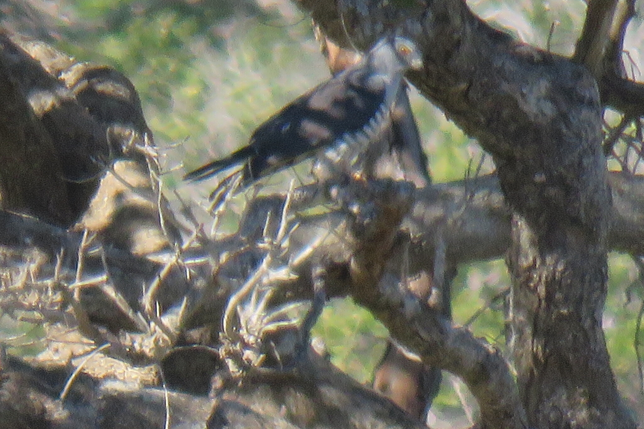 African Cuckoo-Hawk (Aviceda cuculoides), photo 8