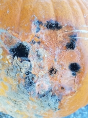 Stagonosporopsis cucurbitacearum
