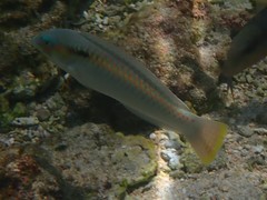 Halichoeres scapularis