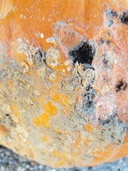 Stagonosporopsis cucurbitacearum