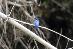 Alcedo semitorquata