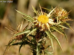 Carlina graeca