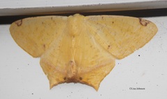 Nepheloleuca complicata