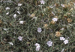 Convolvulus dorycnium