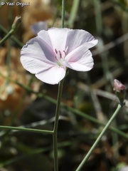 Convolvulus dorycnium
