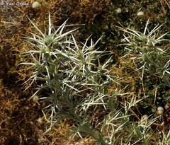 Eryngium glomeratum