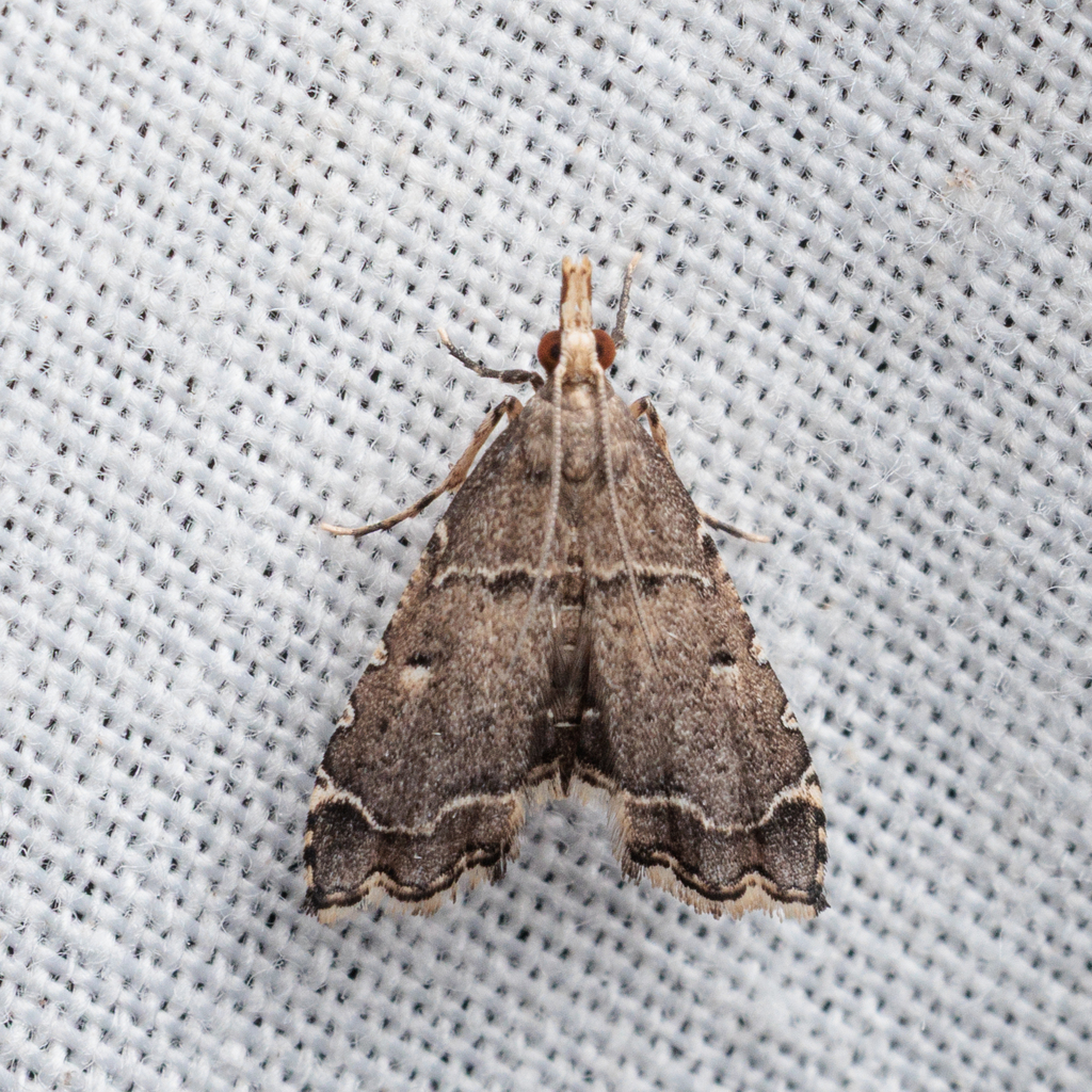 Diplopseustis selenalis