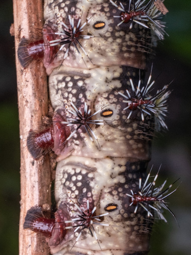 Barrens Buck Moth photo 2