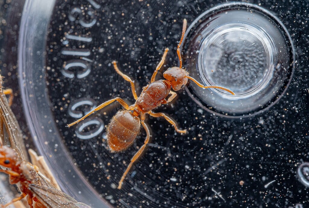 Lasius humilis